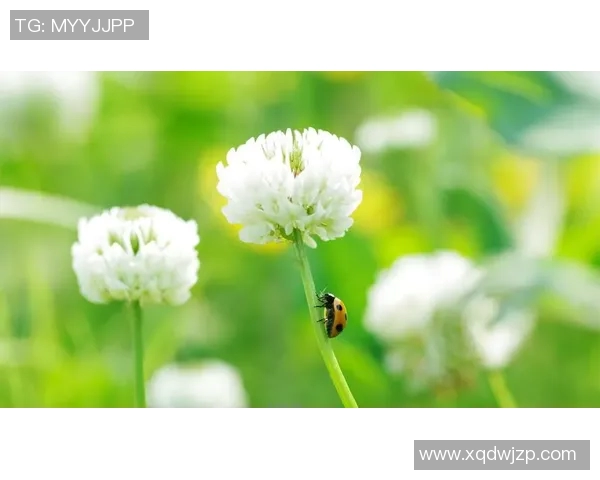 足球明星高清绿色壁纸精选展现运动魅力与自然和谐之美 足球明星高清绿色壁纸精选展现运动魅力与自然和谐之美